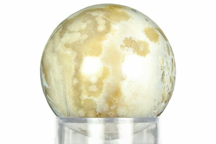 Polished Agatized Fossil Coral Sphere - Indonesia #311545